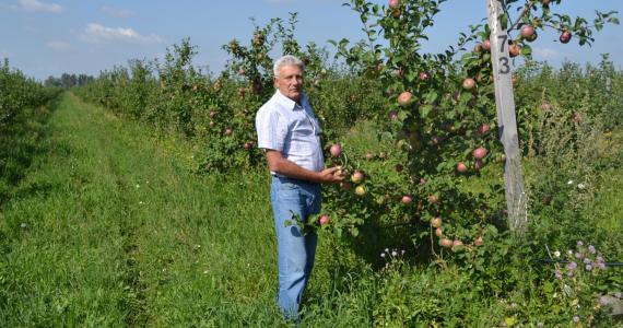 Сбор урожая яблок в ООО Сады Суры